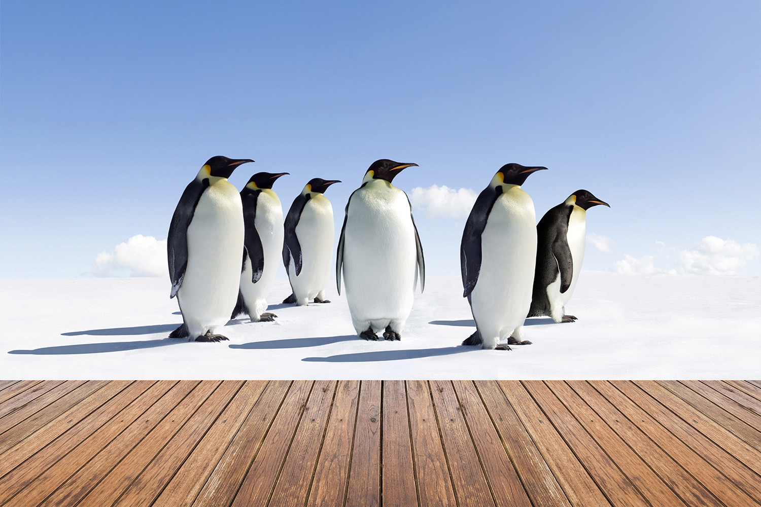 Fototapete - Mehrere Kaiserpinguine stehen nebeneinander auf Schnee vor einem klaren blauen Himmel mit hölzernem Boden im Vordergrund