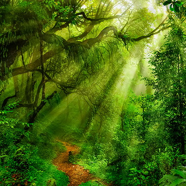 Fotobehang met weelderige junglebladeren en exotische planten