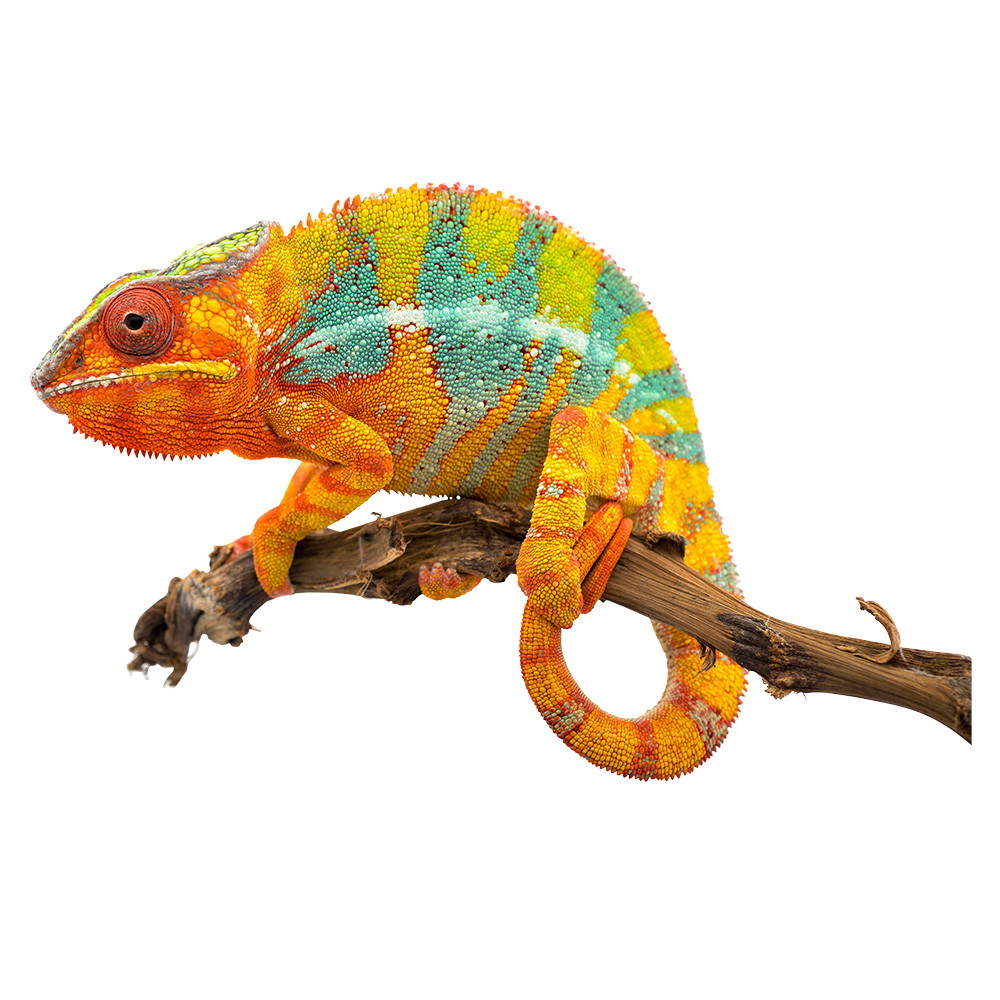 Raamstickers - Kameleon in vrolijke kleuren