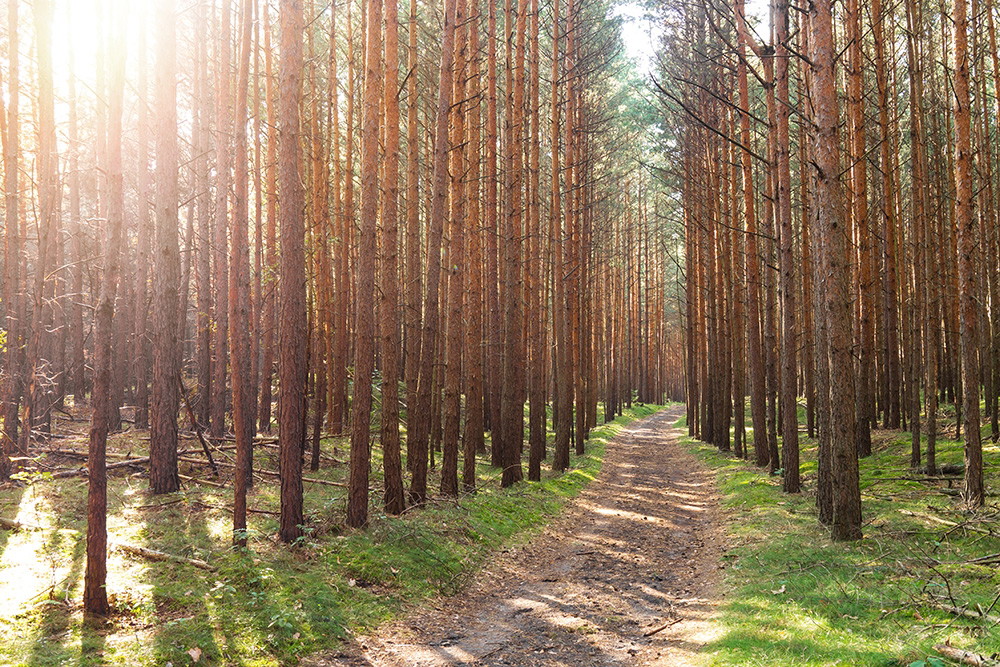 Wall mural - Sunlight floods a straight path in a pine forest, surrounded by tall trees and green moss