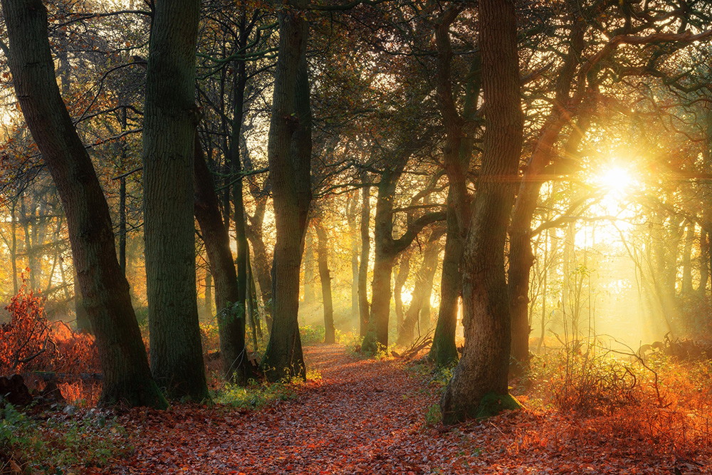 Muurschildering - Zonnestralen in een herfstbos met bladbedekte grond