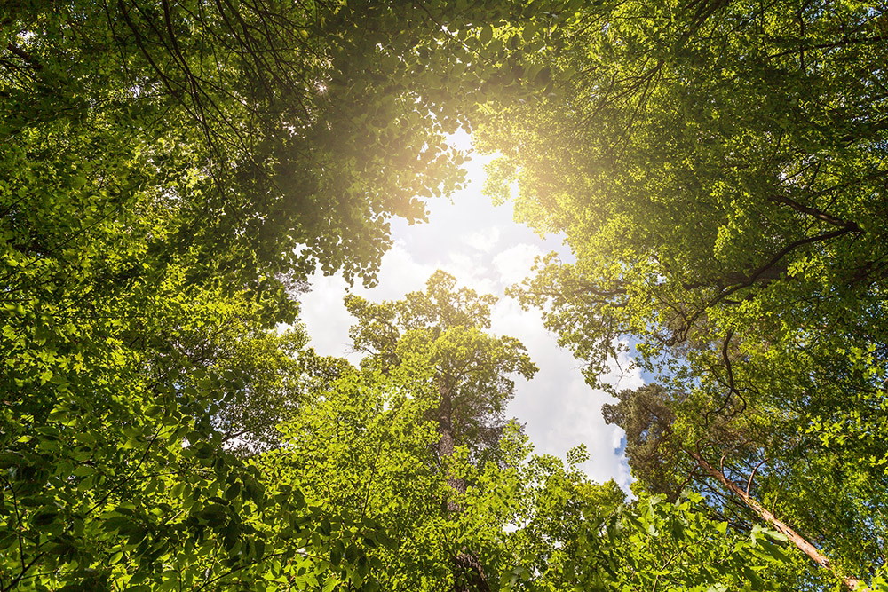 Fototapete - Blick durch dichtes Blätterdach in sonnigem Waldhimmel