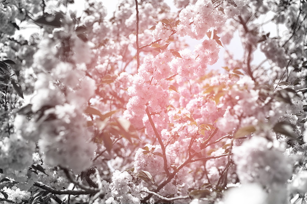 Fototapete - Nahaufnahme von rosa Kirschblüten mit Sonnenlicht im Hintergrund