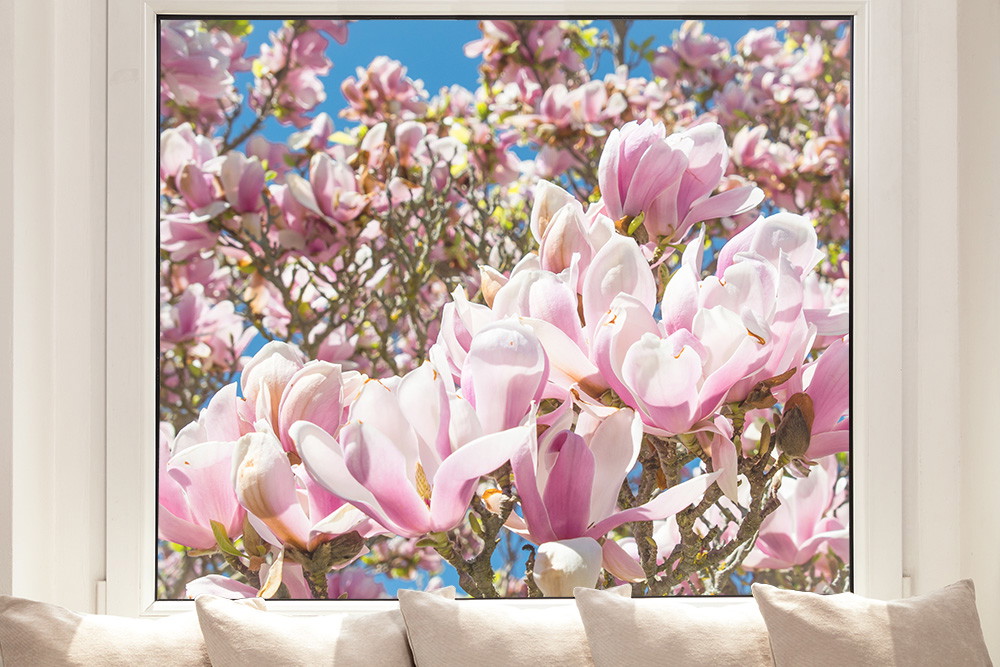 Pellicola per finestre - Magnolie rosa in fiore