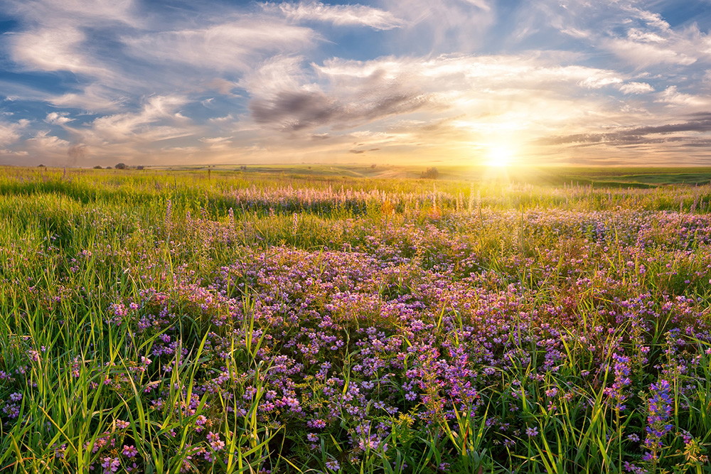 Muurschildering - Een uitgestrekt veld met bloeiende bloemen onder een schilderachtige zonsondergang met wolken aan de hemel