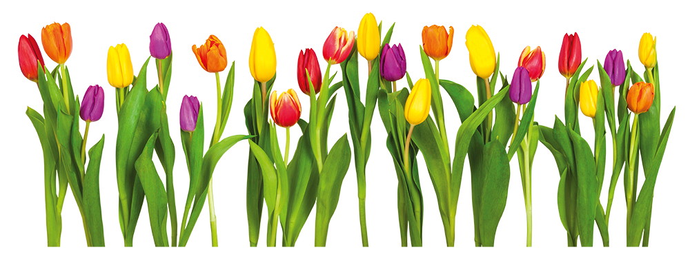 Fenstersticker - Mehrfarbige Tulpen in einer Reihe vor einem weißen Hintergrund