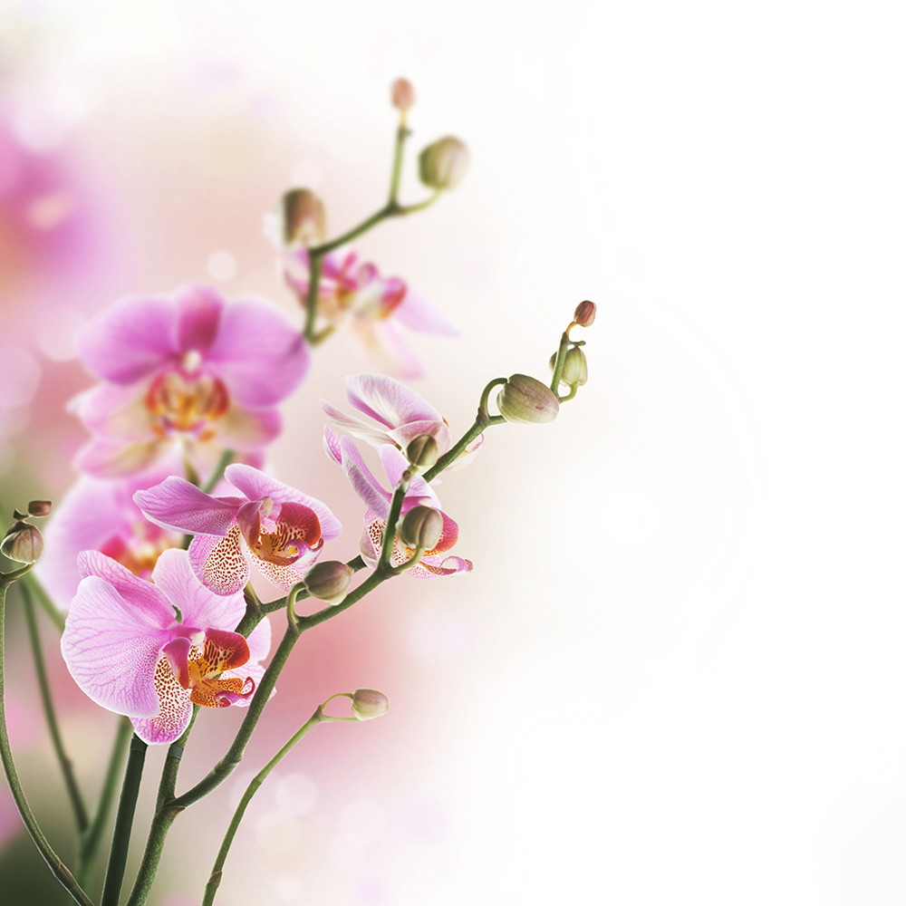 Muurschildering - Close-up van bloeiende roze orchideeën tegen een zachte, onscherpe achtergrond