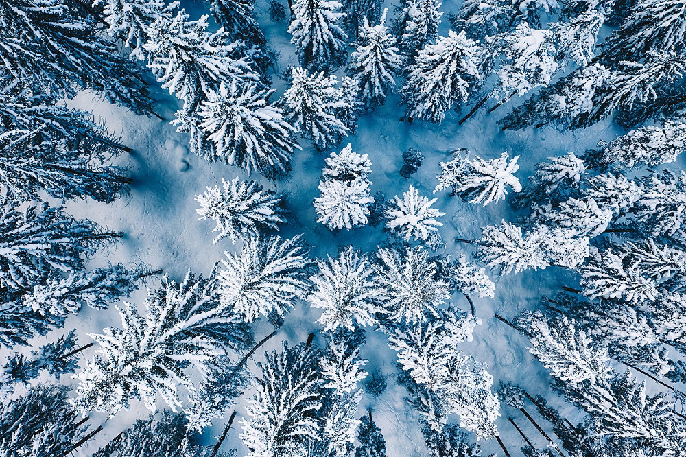 Fototapete - Vogelperspektive auf einen winterlichen Wald mit schneebedeckten Bäumen
