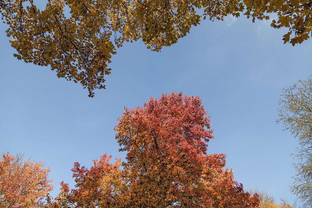 Muurschildering - Uitzicht op de blauwe lucht door kleurrijke herfstbomen met rode en gele bladeren