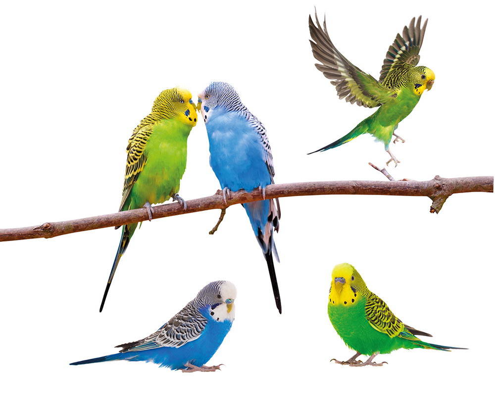 Wandtattoo - Verschiedene bunte Wellensittiche sitzen und fliegen um einen Ast