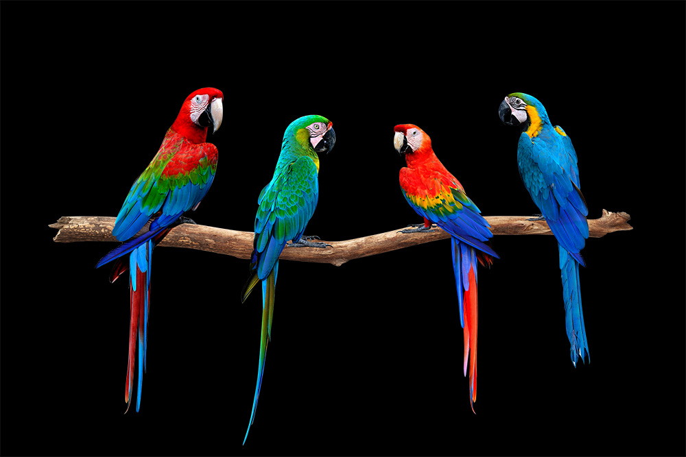 Wall mural - Four parrots with bright red, blue and green feathers sit on a branch and stand out against a black background