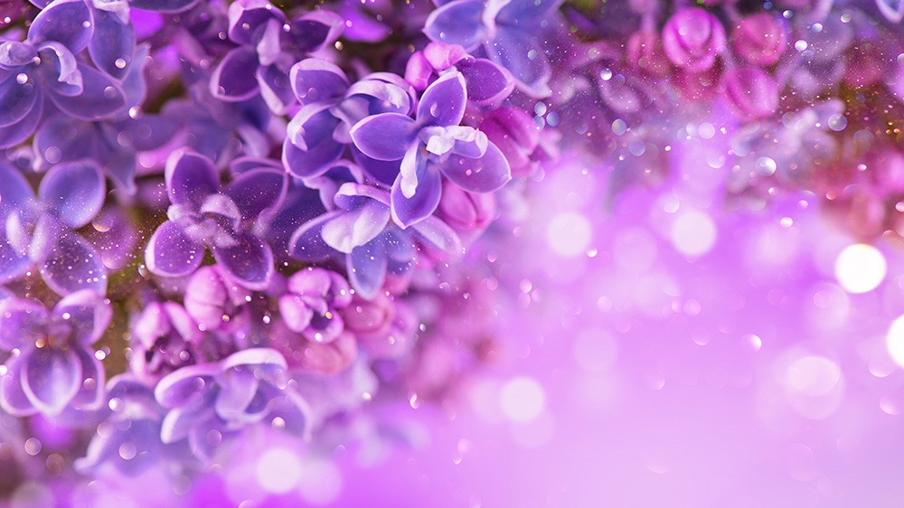 Muurschildering - close-up van paarse lila bloemen met onscherpe achtergrond en bokeh lichteffecten