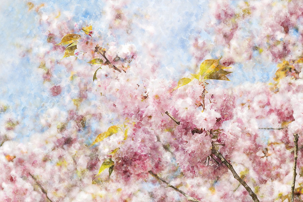 Muurschildering - Aquarel van delicate roze kersenbloesems tegen een helderblauwe lucht in de lente