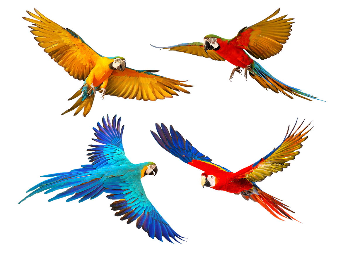 Wandtattoo - Fliegende Papageien in bunten Farben