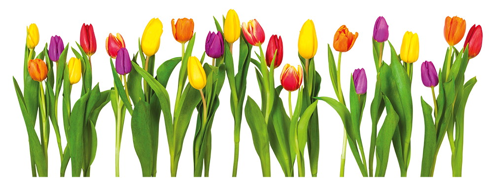 Fototapete - Verschiedene farbige Tulpen auf weißem Hintergrund