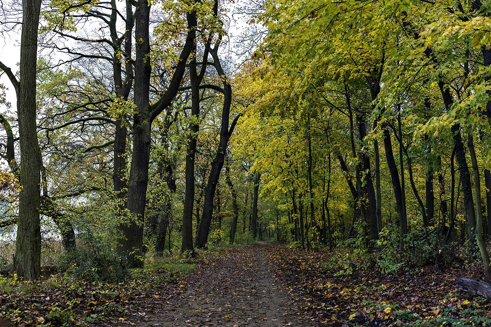 Muurschildering - Herfstig bospad omzoomd met bomen met gele bladeren