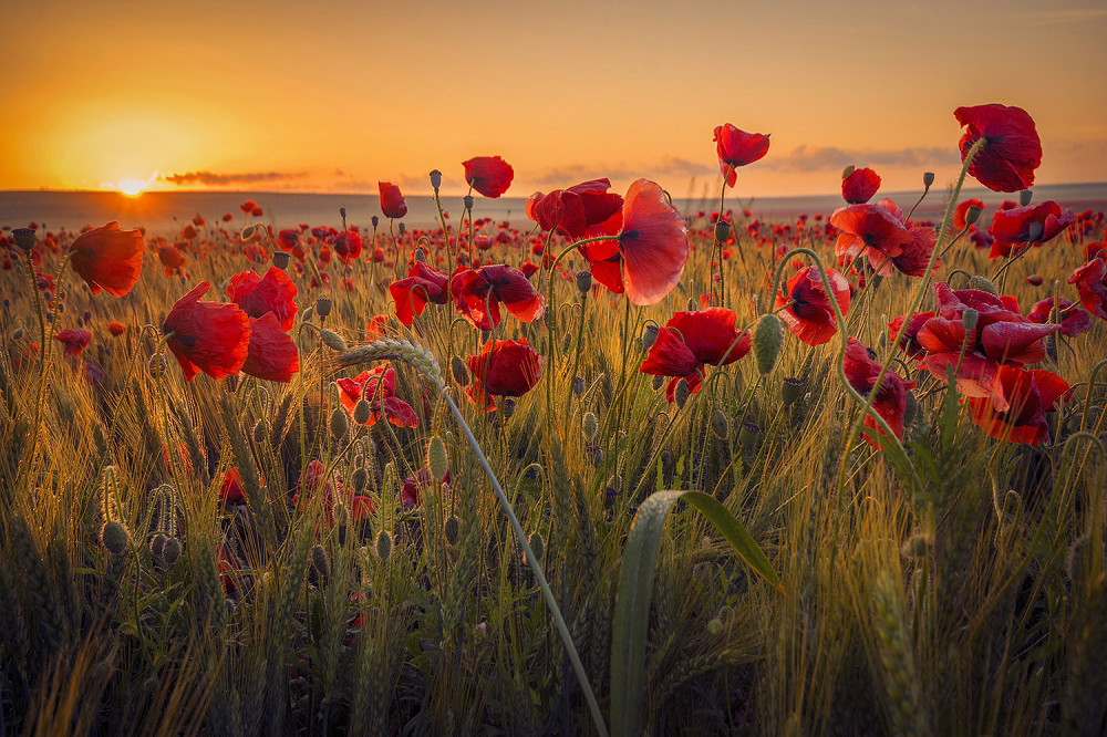 Muurschildering - Een uitgestrekt veld van rode klaprozen bij zonsondergang, die een warme en vredige sfeer uitstralen.