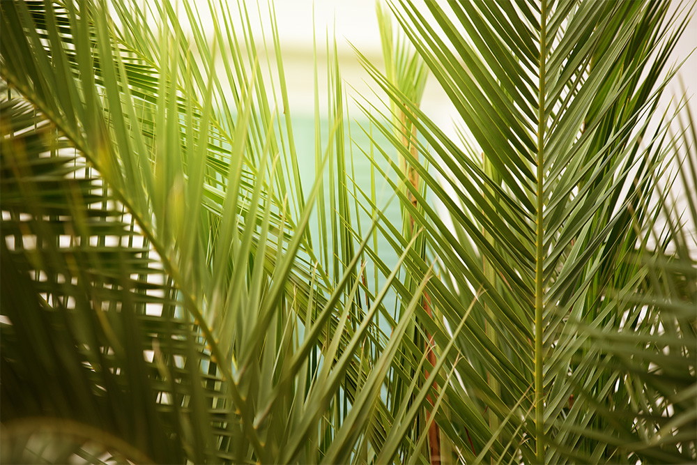 Muurschildering - close-up van weelderige, groene palmbladeren in het zonlicht, wat een tropische uitstraling geeft