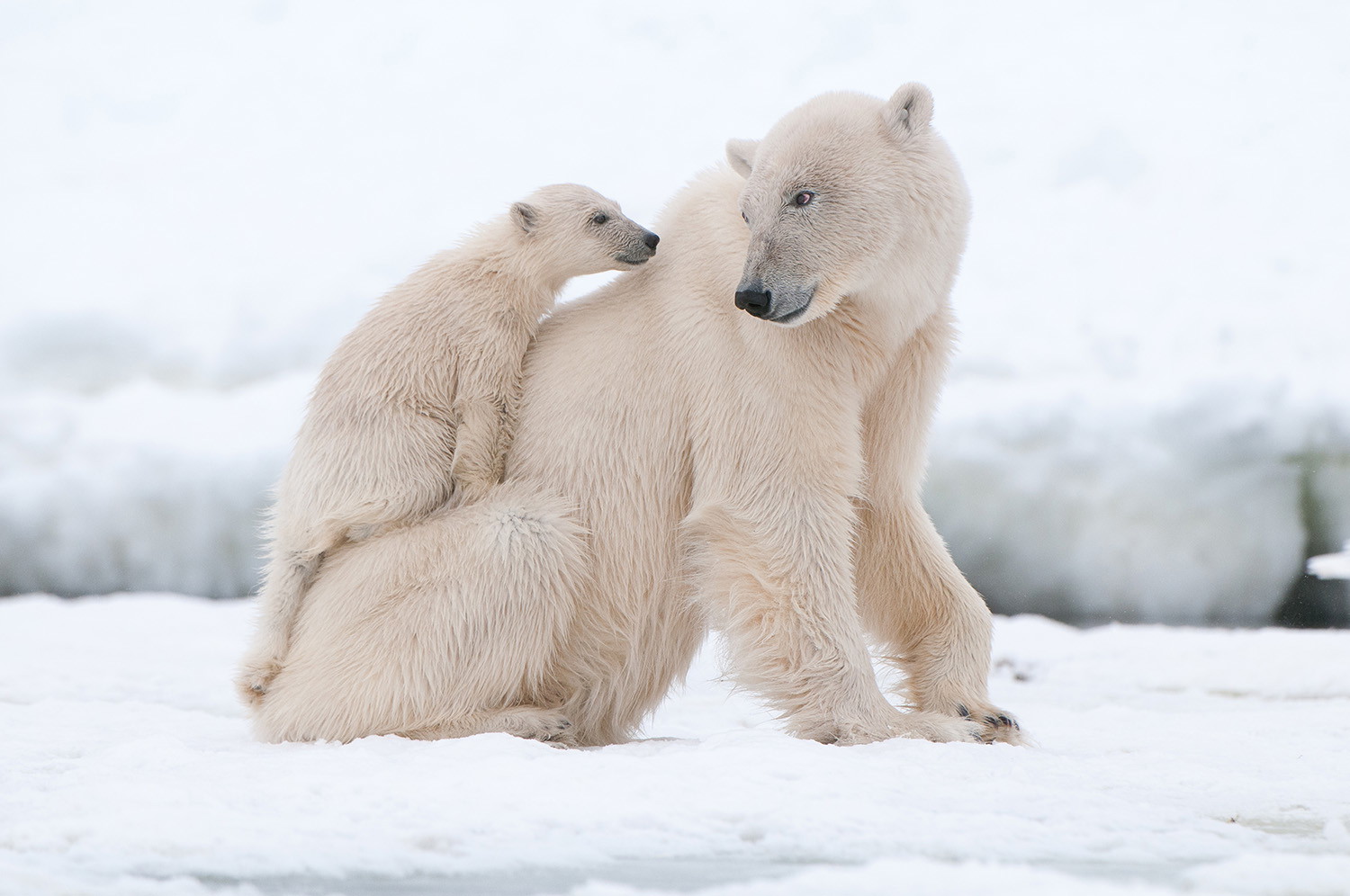 Wall mural - Polar bear with cub on its back in a wintry setting