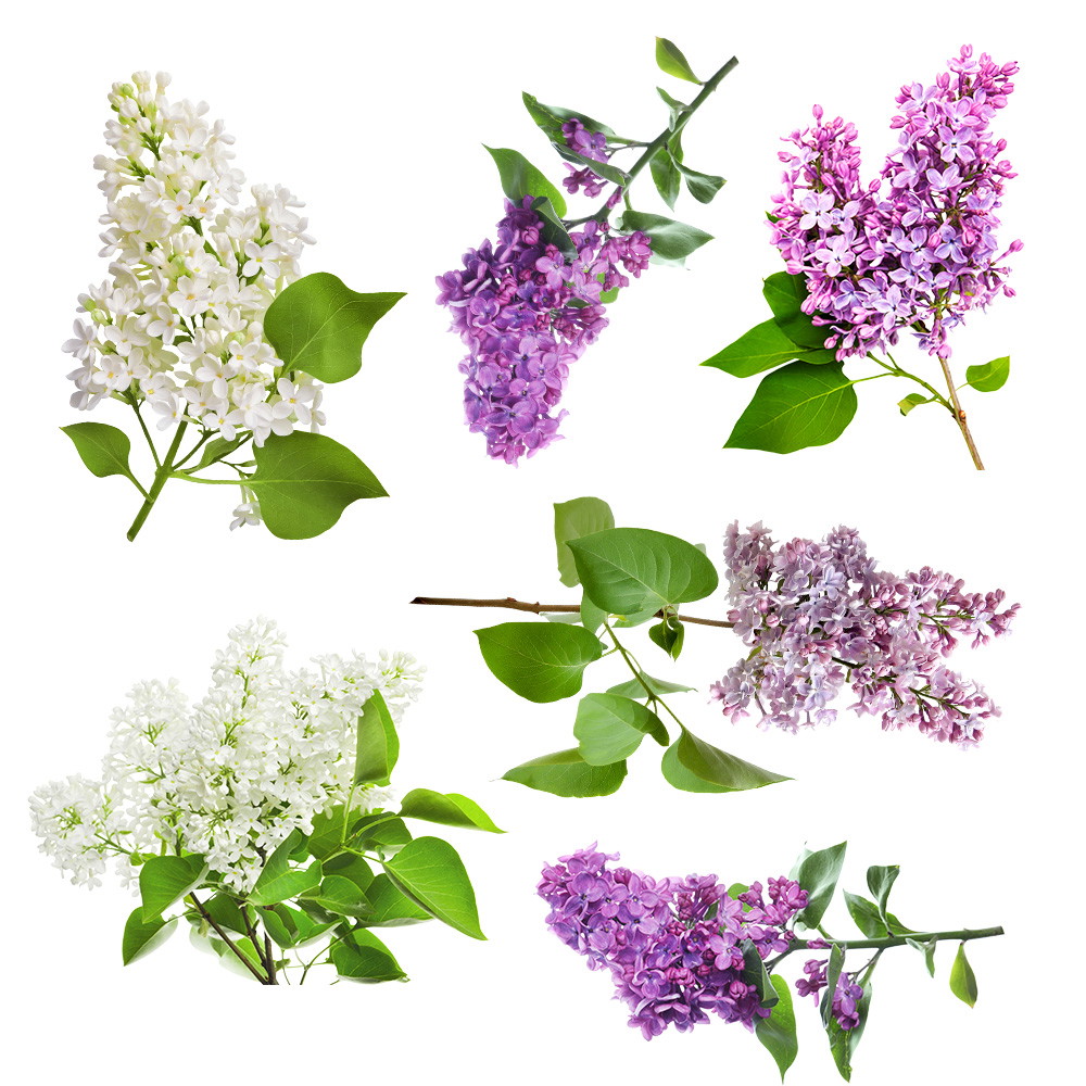 Fenstersticker - Verschiedene Fliederblüten in Weiß und Violett mit grünen Blättern