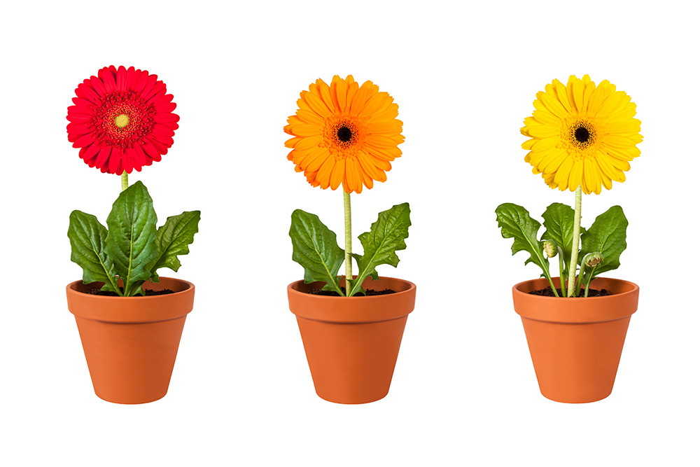 Fenstersticker - Drei Blumentöpfe mit Gerbera in unterschiedlichen Farben: Rot, Orange und Gelb, auf einem weißen Hintergrund