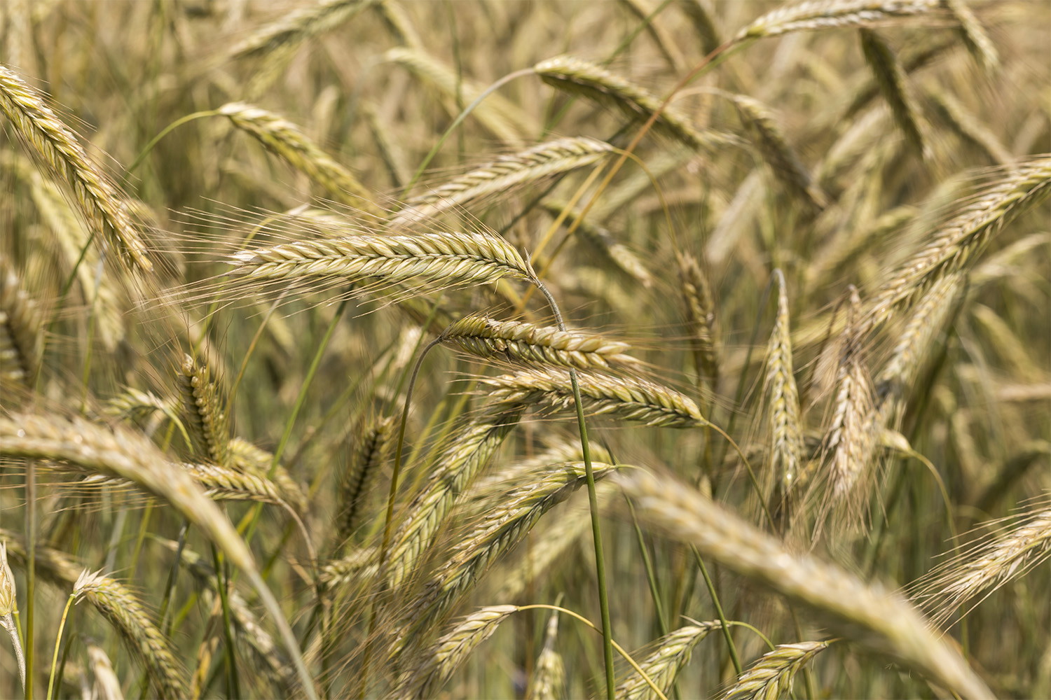 Fototapete - Detailansicht von reifen Weizenähren in einem Feld im Sommer