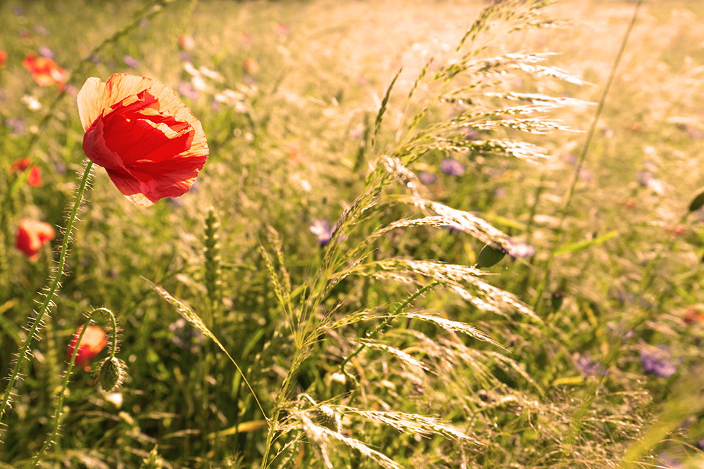Muurschildering - Close-up van een rode klaproosbloem in een zomers veld bij zonsondergang
