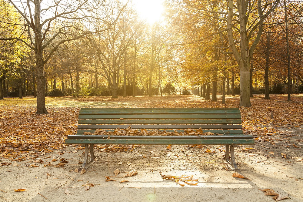 Muurschildering - Een lege bank tegen een herfstachtige achtergrond met gebladerte en zonlicht in het park
