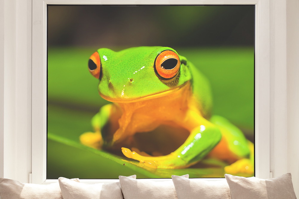 Window film - Green frog on a leaf, detailed image