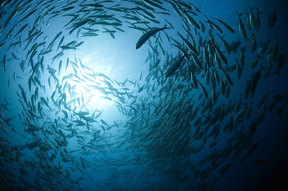 Fototapeta - Podwodne ujęcie dużej ławicy ryb płynącej przez ocean w świetle słońca