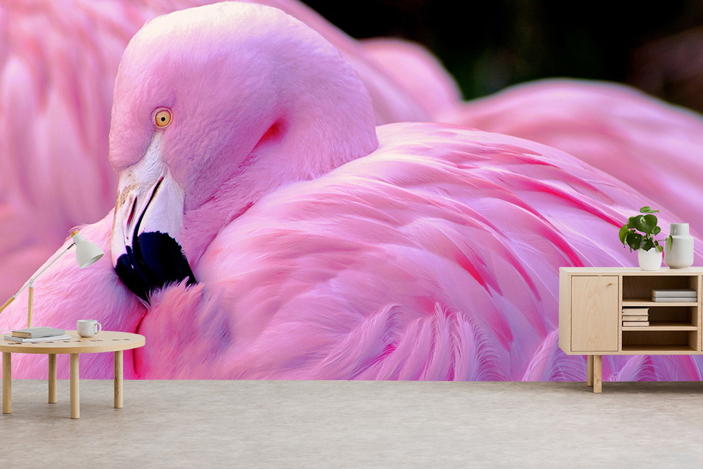 Fototapete - Nahaufnahme eines pinken Flamingos, perfekt für moderne Inneneinrichtung
