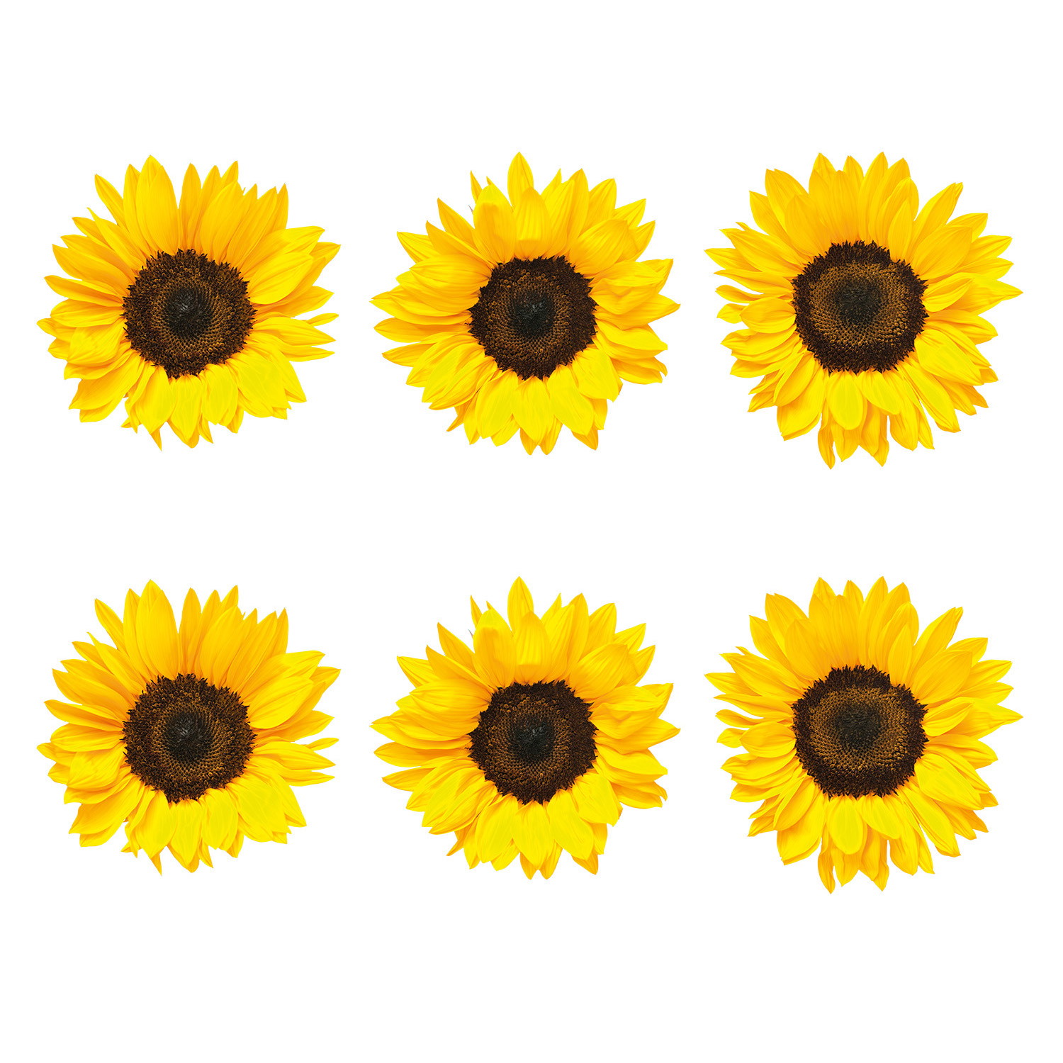 Autocollants de fenêtre - Tournesols en fleurs