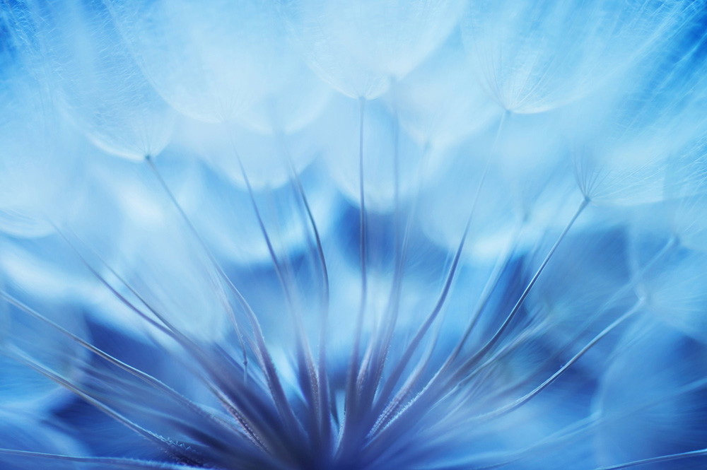 Muurschildering - Gedetailleerd beeld van een paardenbloem in blauw licht, dat een lichte en vredige sfeer uitstraalt.