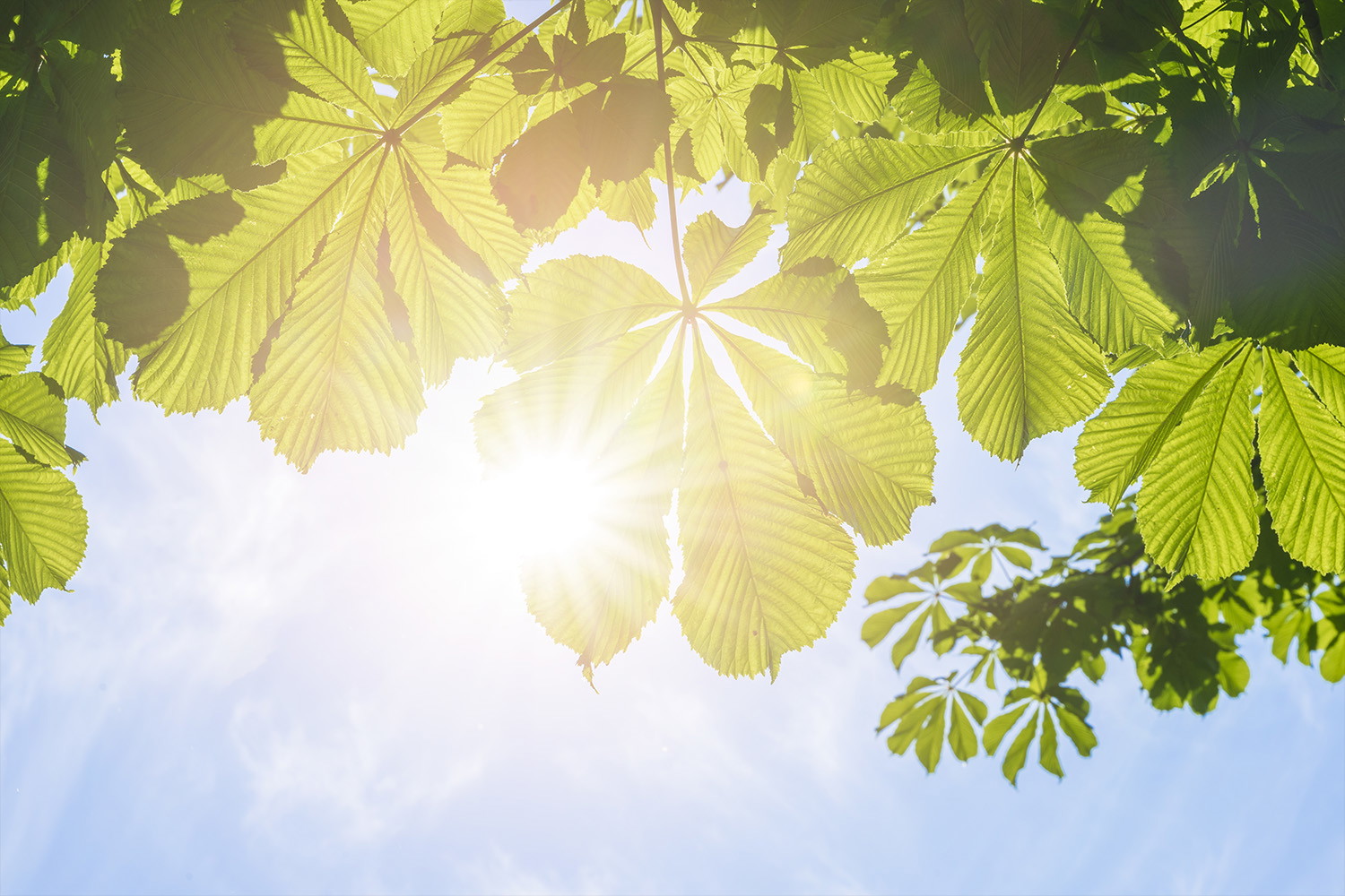 Wall mural - View through green chestnut leaves with bright sunlight and blue sky