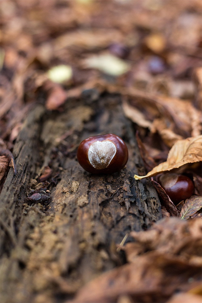 Muurschildering - Kastanje op een boomstam met herfstbladeren op de achtergrond