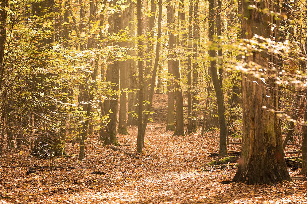 Muurschildering - Bospad in de herfst met zonnestralen door de bomen