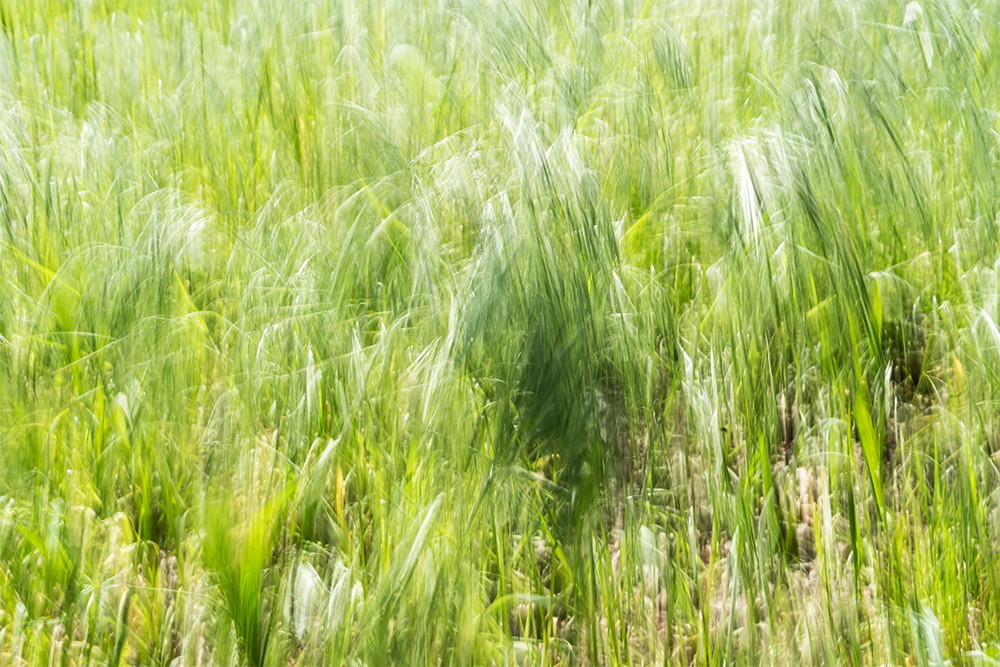 Fototapeta ścienna - Falująca zielona trawa na wietrze, reprezentująca żywy ruch i naturę