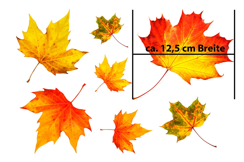 Window stickers - Discoloured autumn leaves