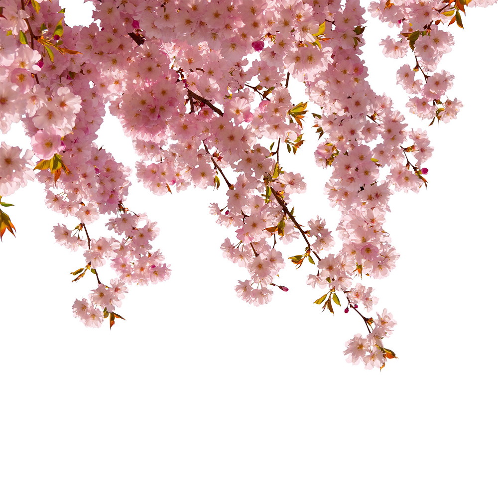 Muurschildering - Close-up van bloeiende roze kersenbloesems tegen een heldere witte achtergrond