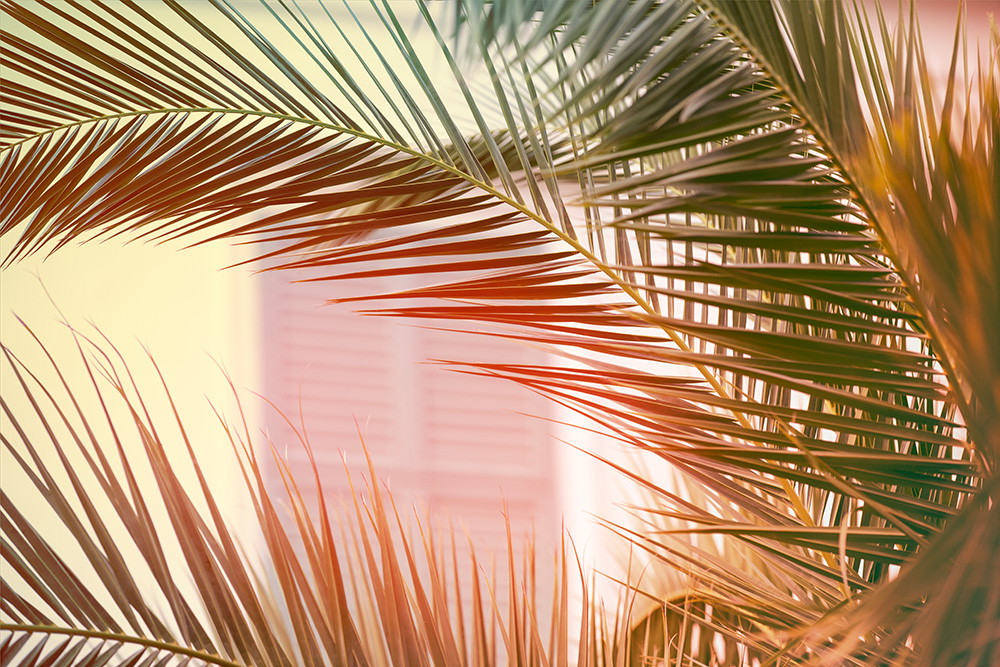 Papier peint photo - Gros plan sur des feuilles de palmier à travers lesquelles passe la lumière du soleil